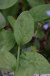 Virginia bluebells